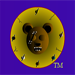 Fighting One Eyed Bears